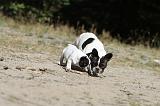 BOULEDOGUE FRANCAIS 195
